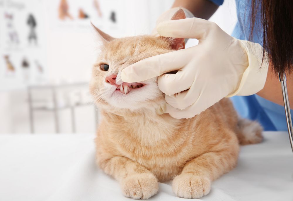 High Wycombe Veterinary Hospital