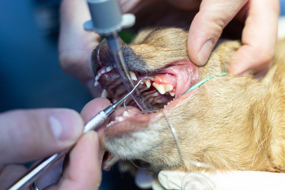 High Wycombe Veterinary Hospital - Consultations