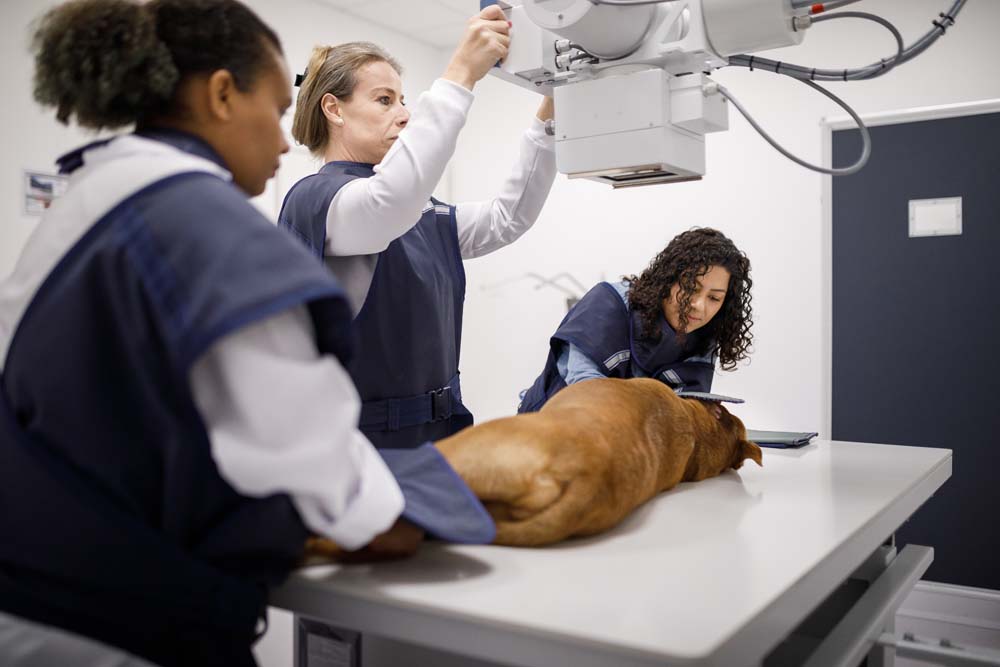 High Wycombe Veterinary Hospital - Vet Surgery
